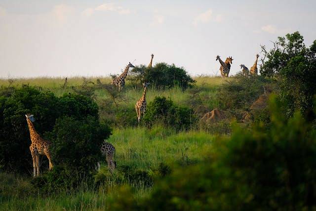 Safari en Tanzanie : quels endroits choisir et comment l'organiser ?